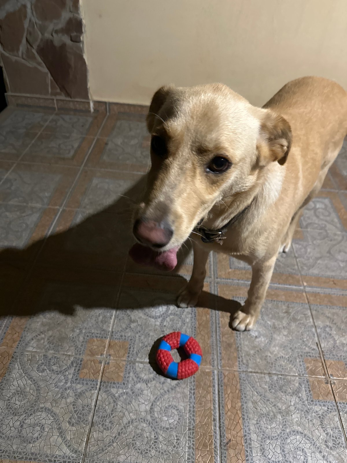 Tan dog plays with ring toy on a Sochi patio