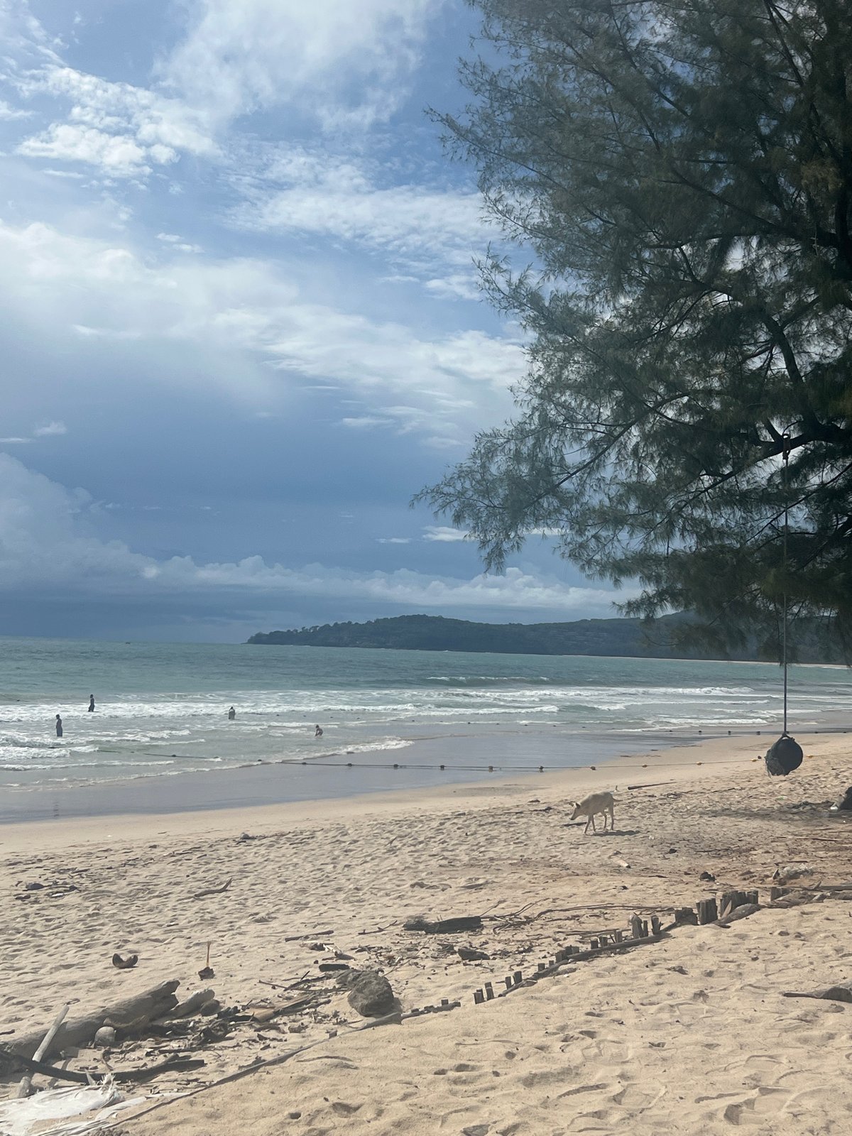 Lazy beach morning in Choeng Thale with a photogenic cat