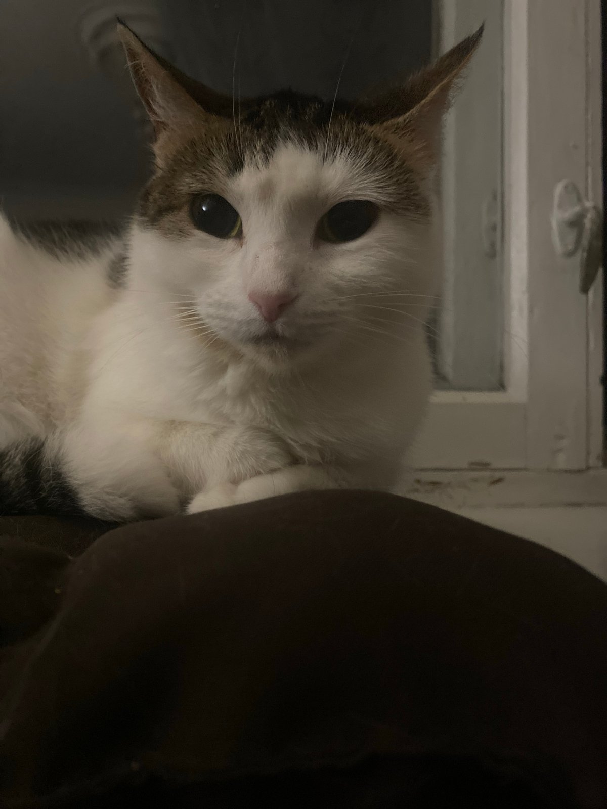 Close-up cat portraits, grey tabbies and white cats at rest
