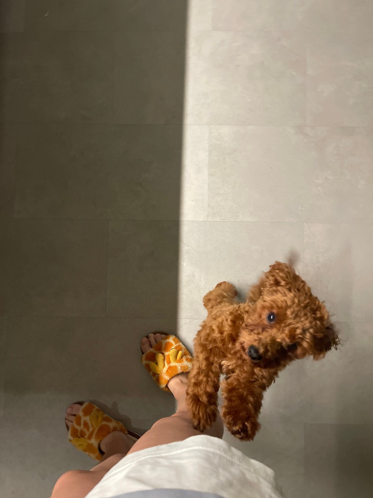 Early morning playtime with toy poodle in Sofia apartment