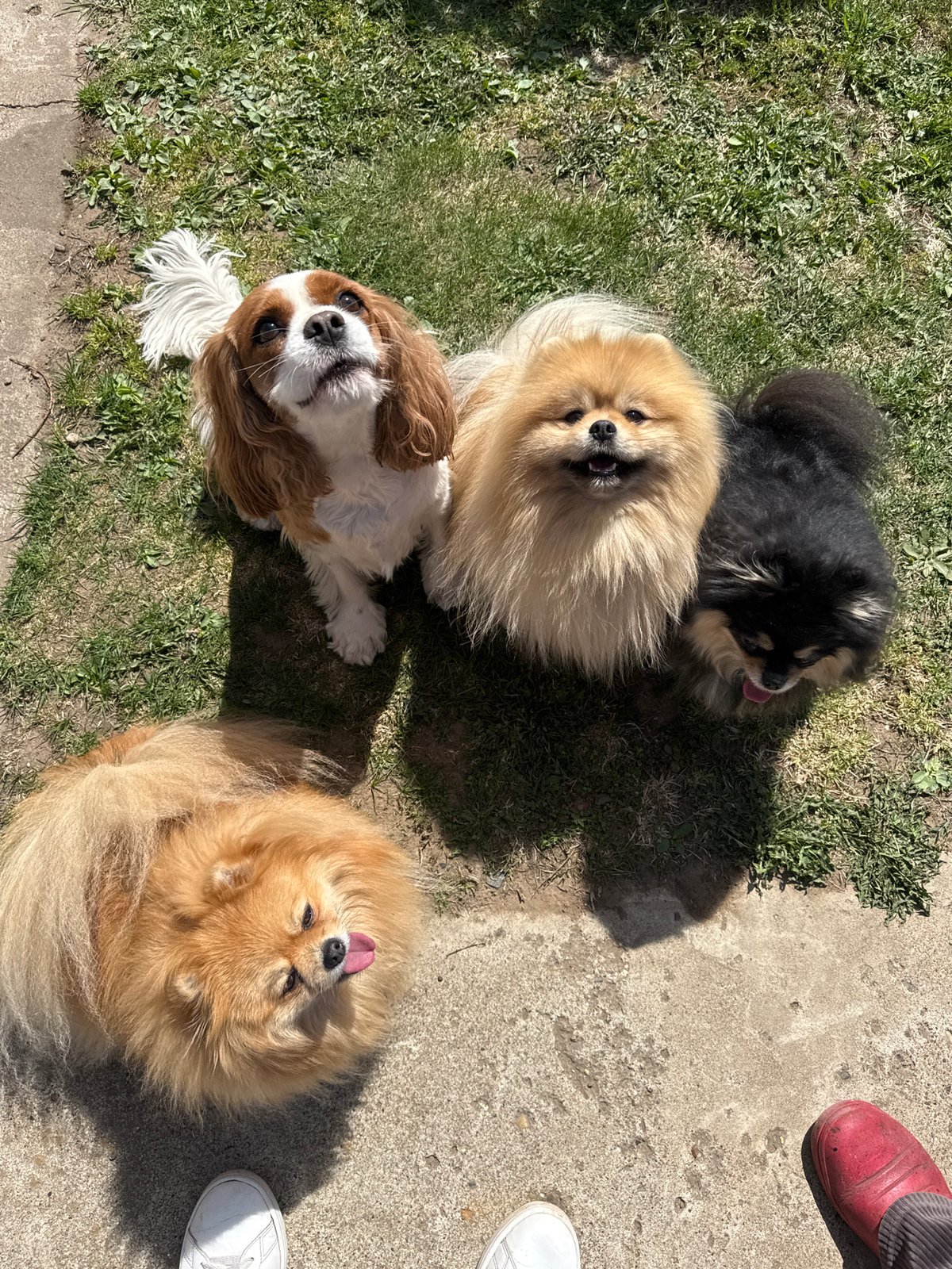 Person walks four dogs in Kharnavy yard, Russia