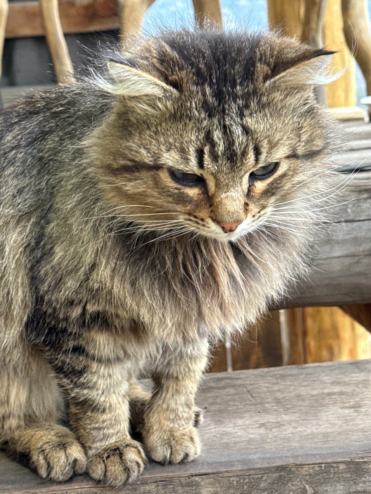Cat and bear taxidermy photographed in rural Russian town