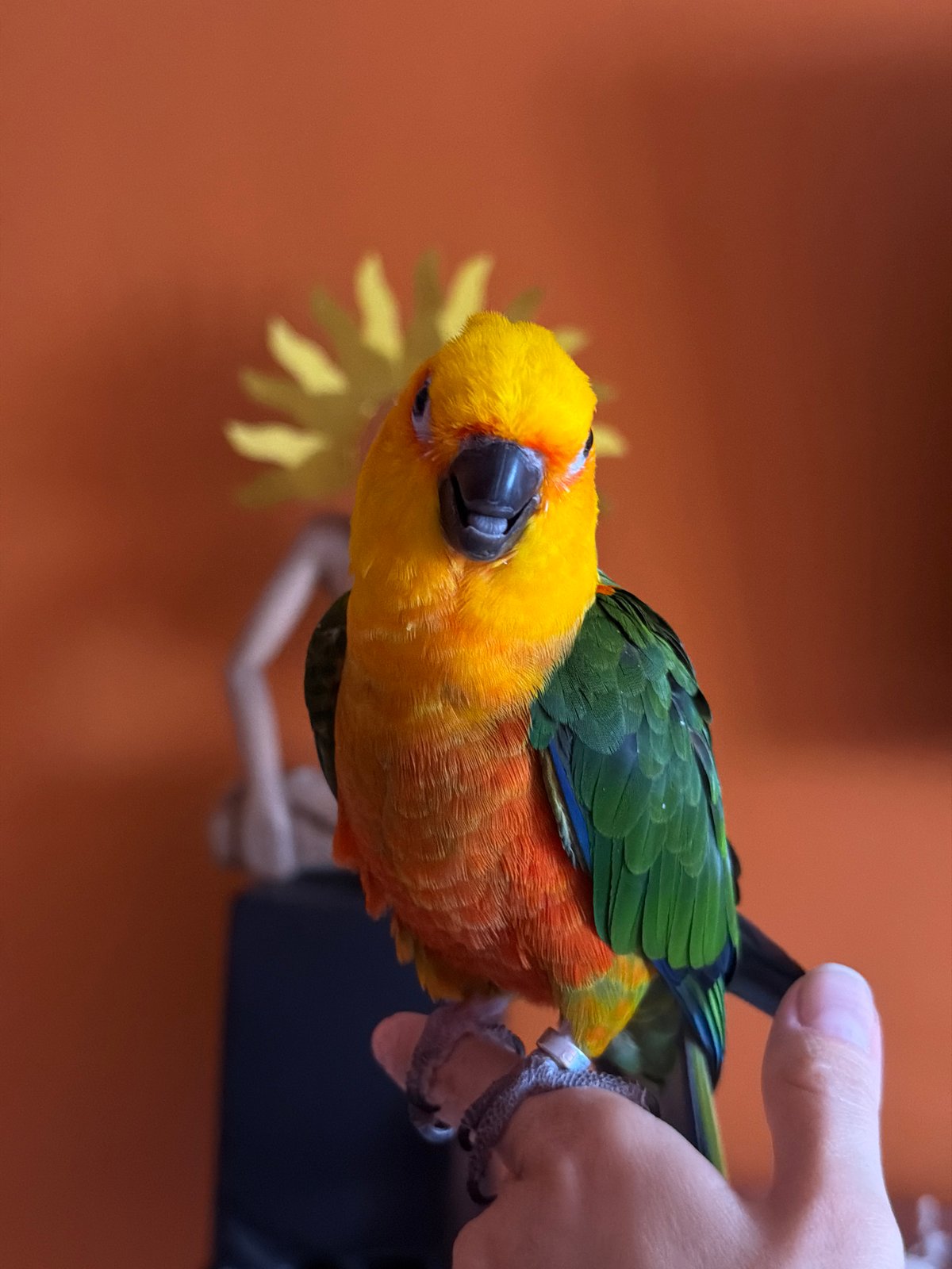 Colorful parrots interact with owner in Khimki home