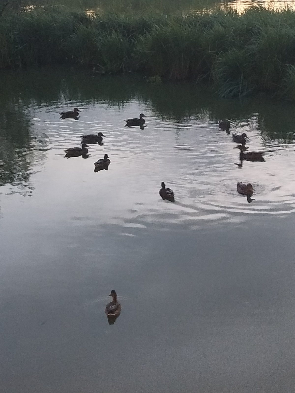 Ducks on a Moscow waterway, lazy afternoon on a Lyubertsy deck