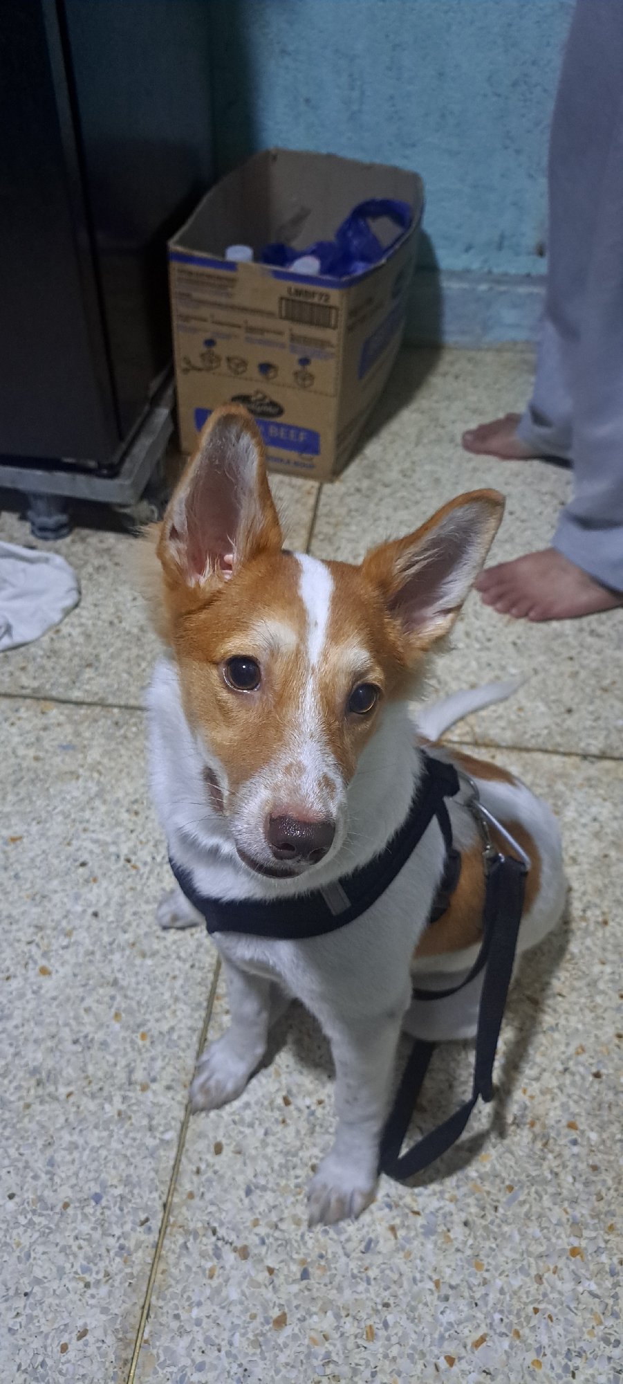 Terrier mix hangs out at a Mandaluyong apartment, July 4