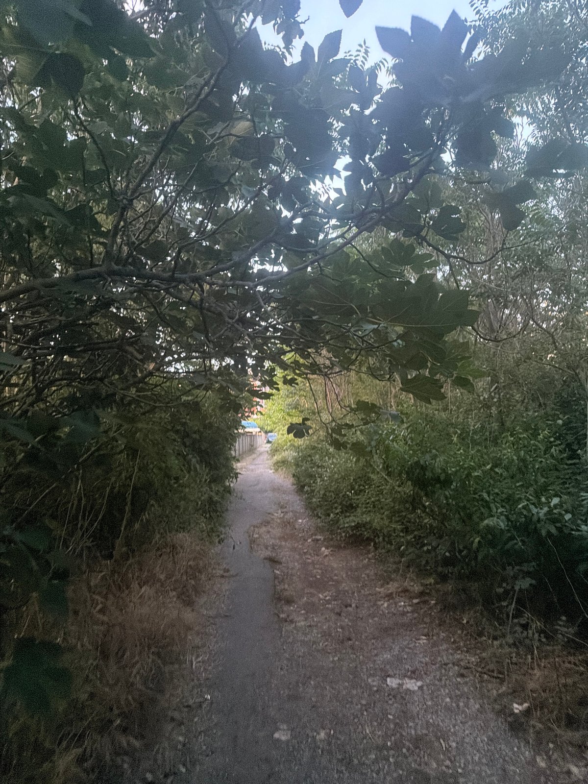 Evening nature scenes documented in Podgorica, Montenegro