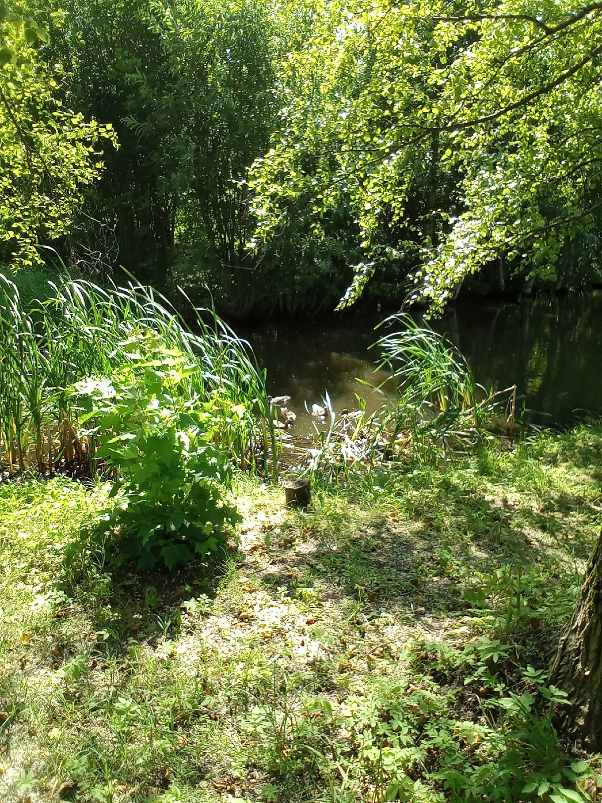Summer morning along Belozersk's canals, ramparts, and green paths