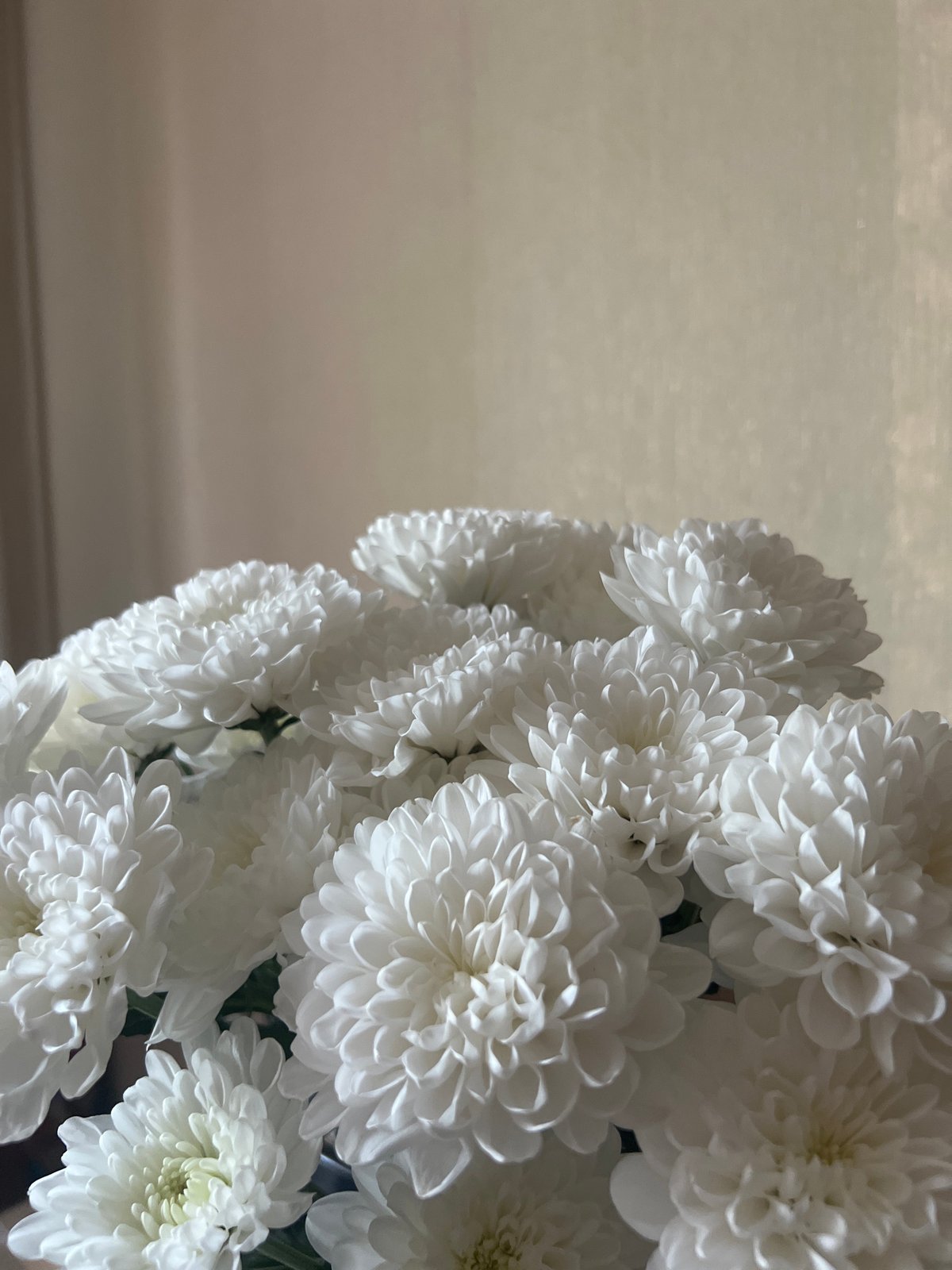 White chrysanthemums and a parked SUV near an apartment complex