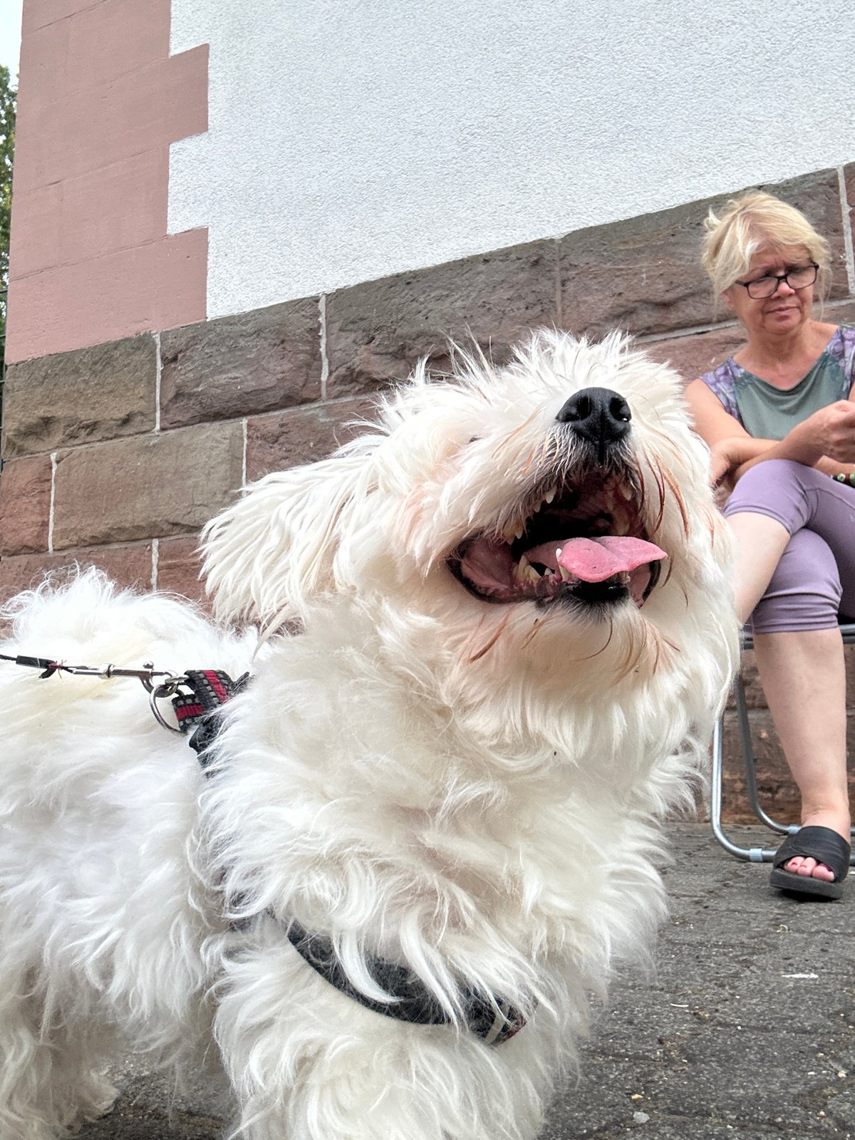 Fluffy white dog hangs out, gets thoroughly photographed
