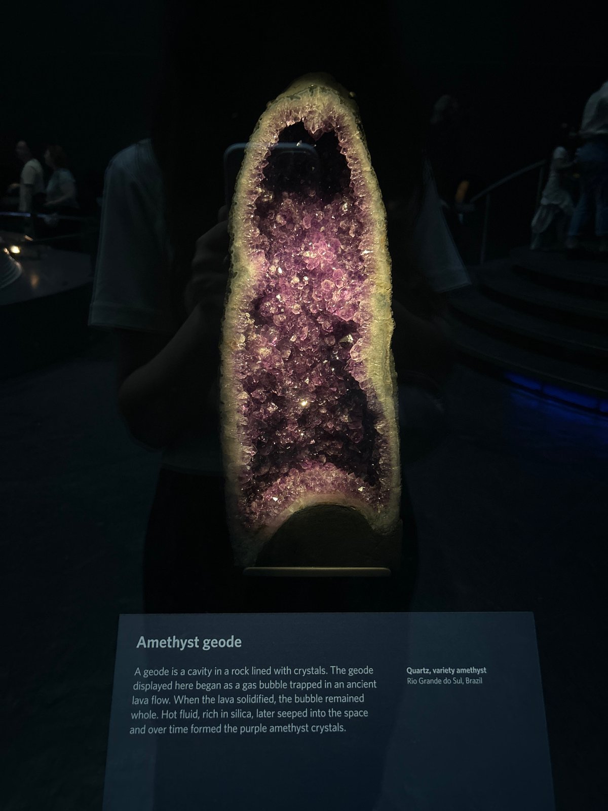 Deep dive through the Natural History Museum's collections