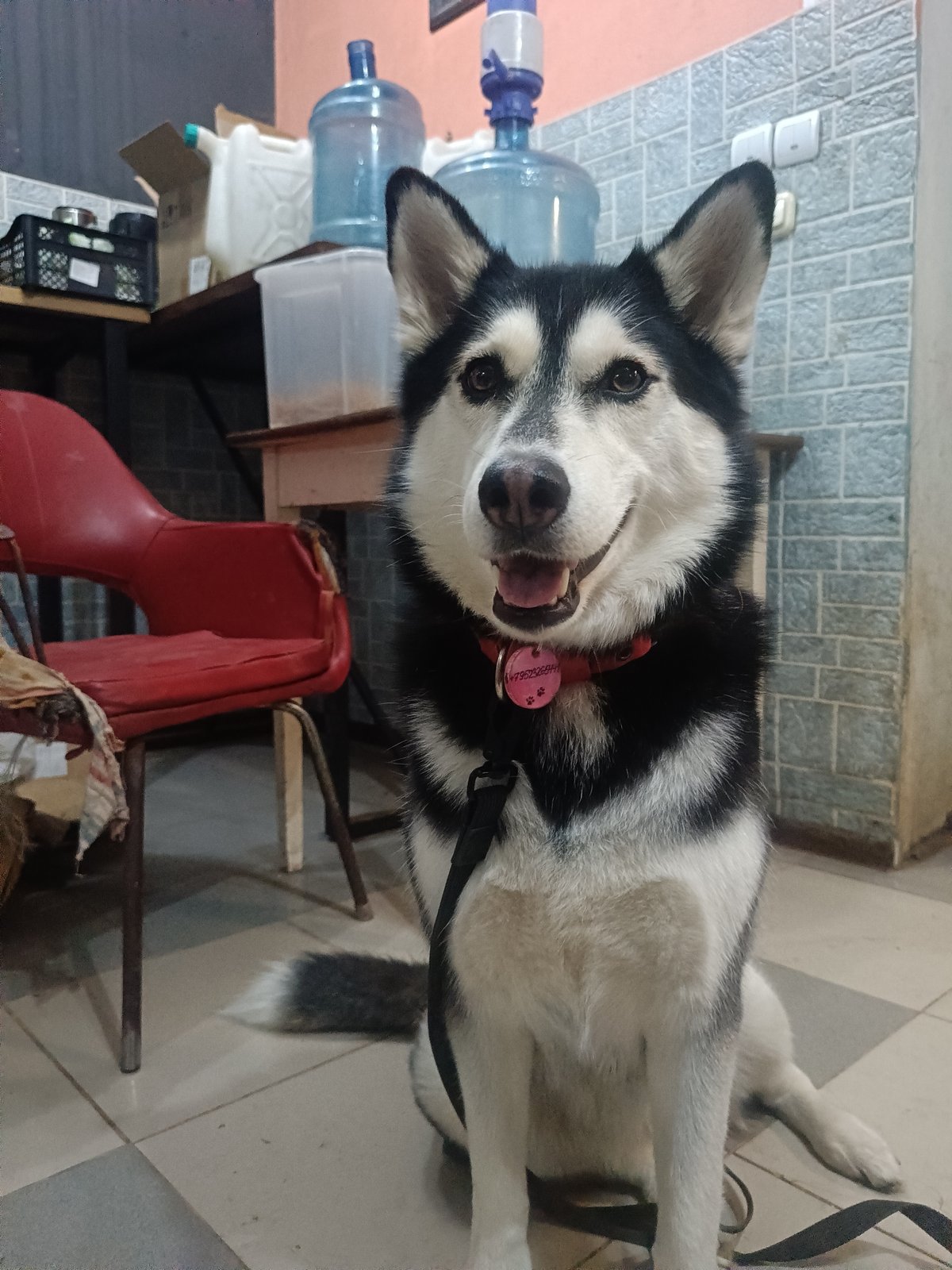 Woman poses with husky dog in casual indoor portraits