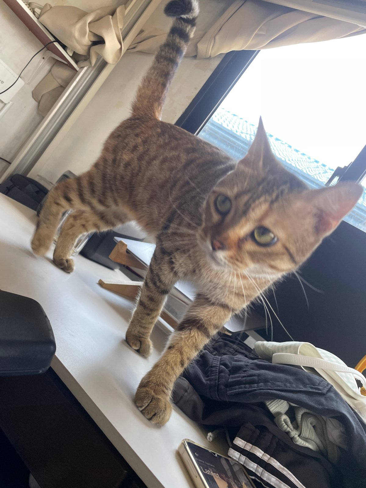 Cats go about morning routines in Davao City homes