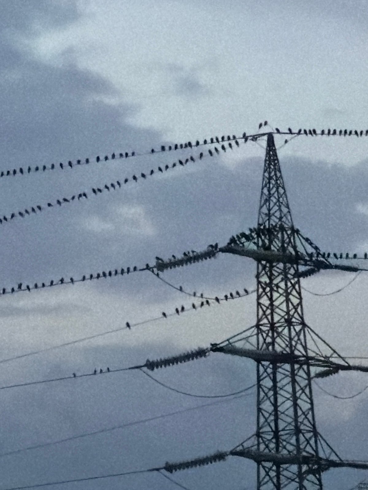 Dusk over Esch-sur-Alzette, birds on power lines