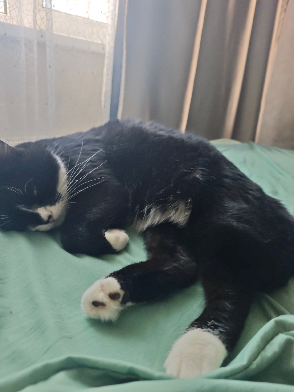 Black and white cat fully committed to a lazy morning in bed