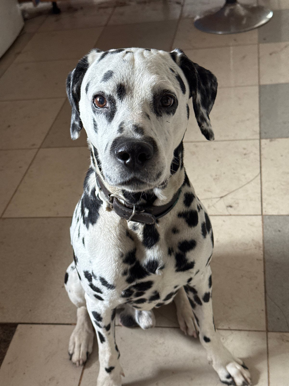 Dalmatian poses for the camera in a quick indoor shoot