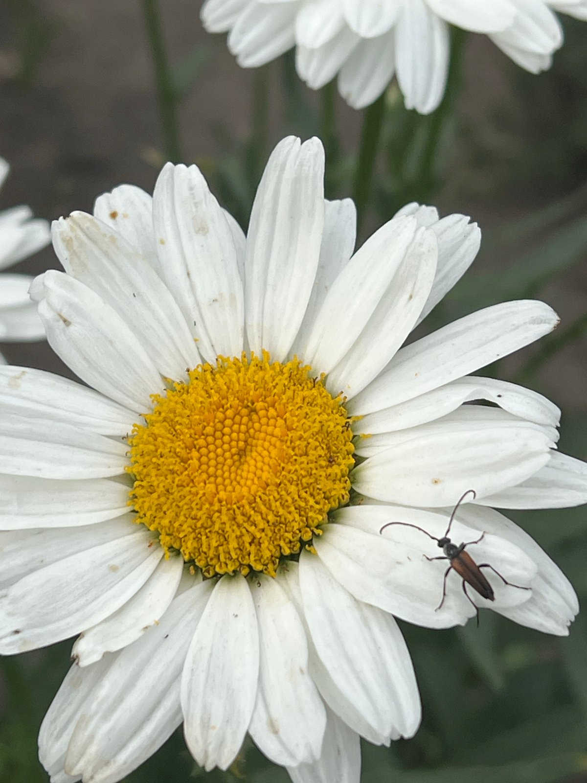 Summer backyard day in Biysk: pool, cats, and garden in bloom