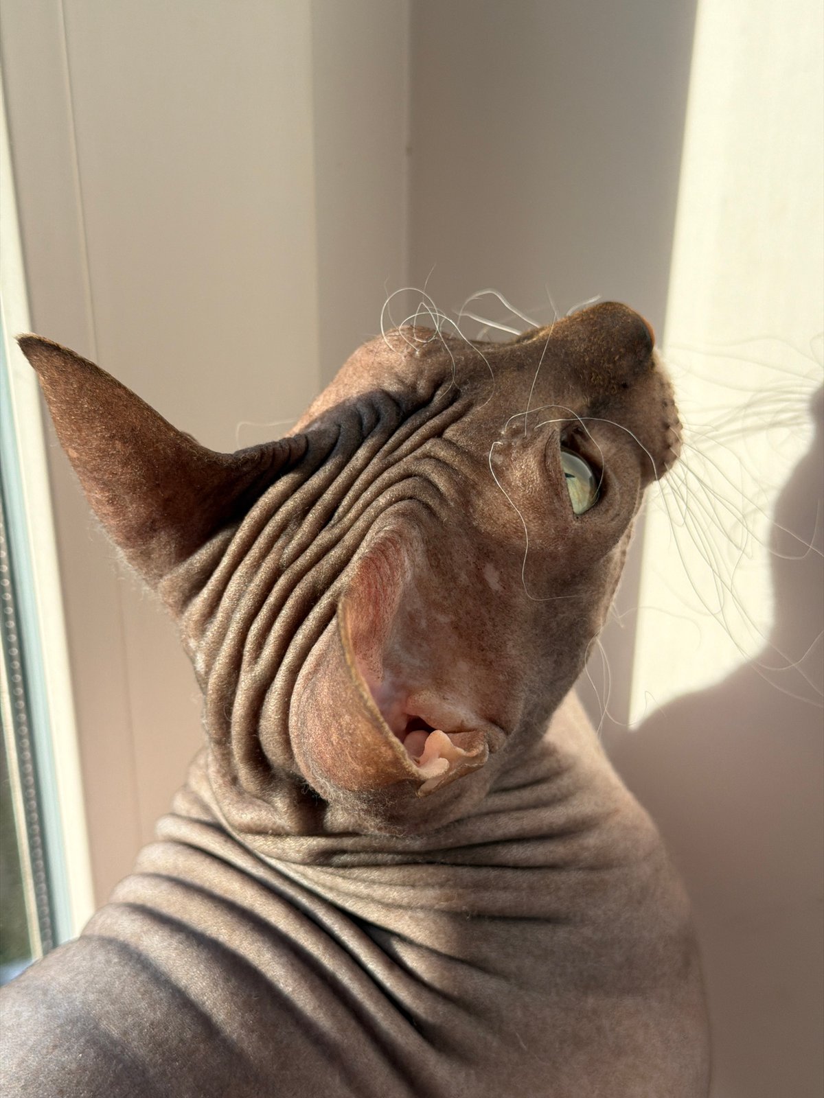 Sphynx cat and home cooking captured in Izhevsk afternoon