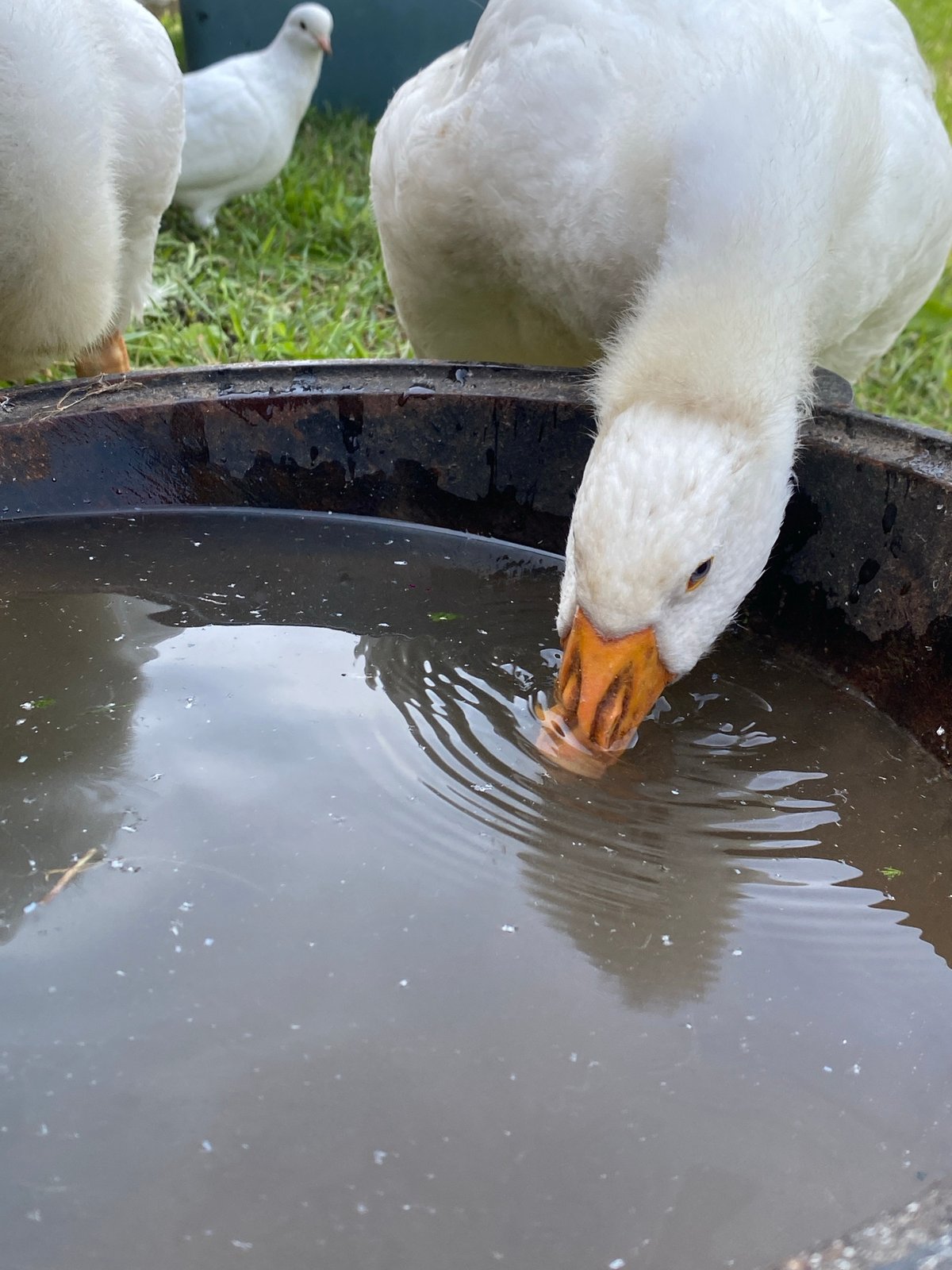 White geese and pigeons hanging around a water pot outdoors