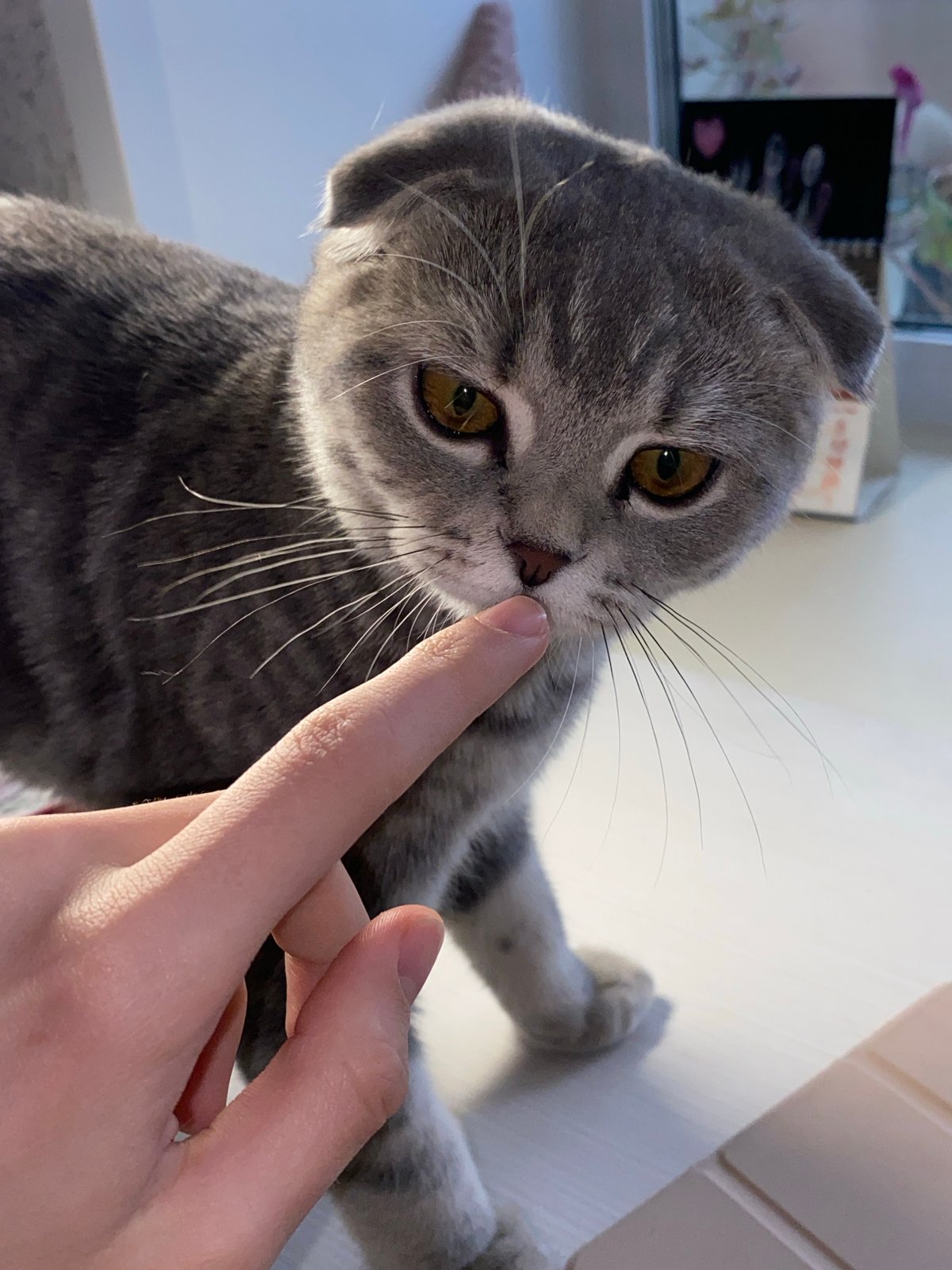 Pets and owners share snack time in Votkinsk