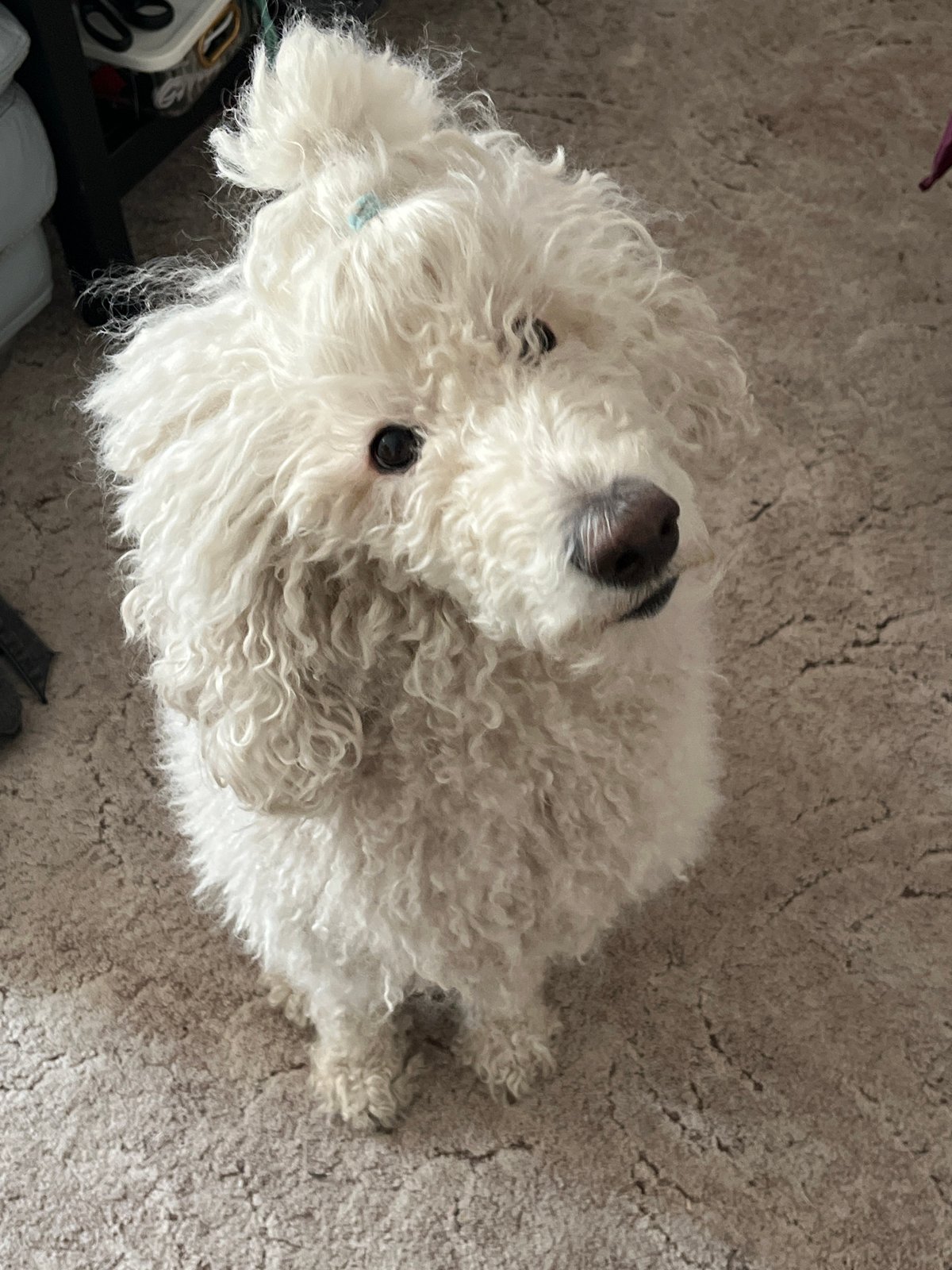 Morning cooking preparation with white dog at home