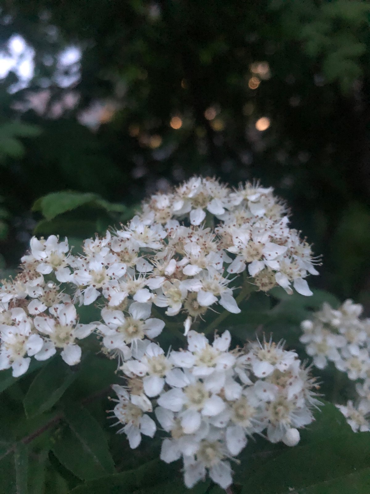 Spring neighborhood walk documented with flowers, streets, dancing table fire
