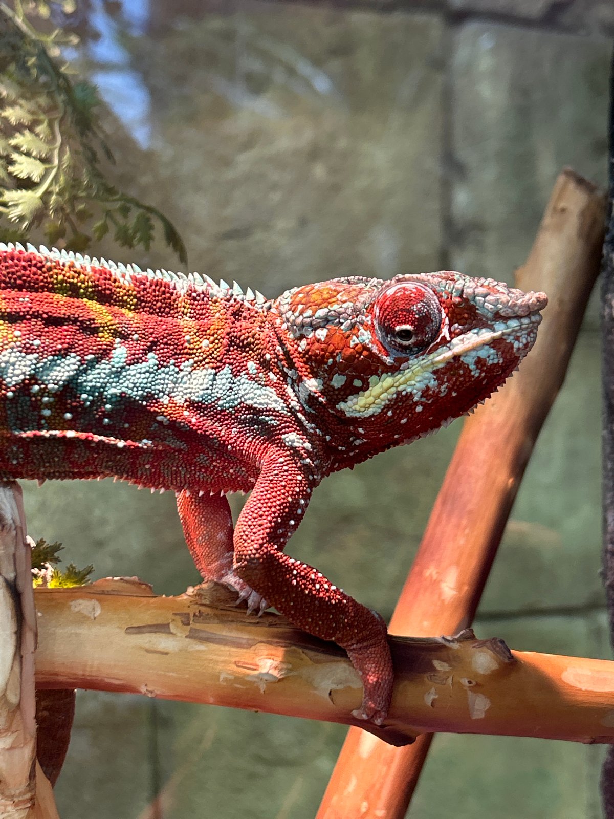 Visitors document exotic animals at Yekaterinburg zoo facility