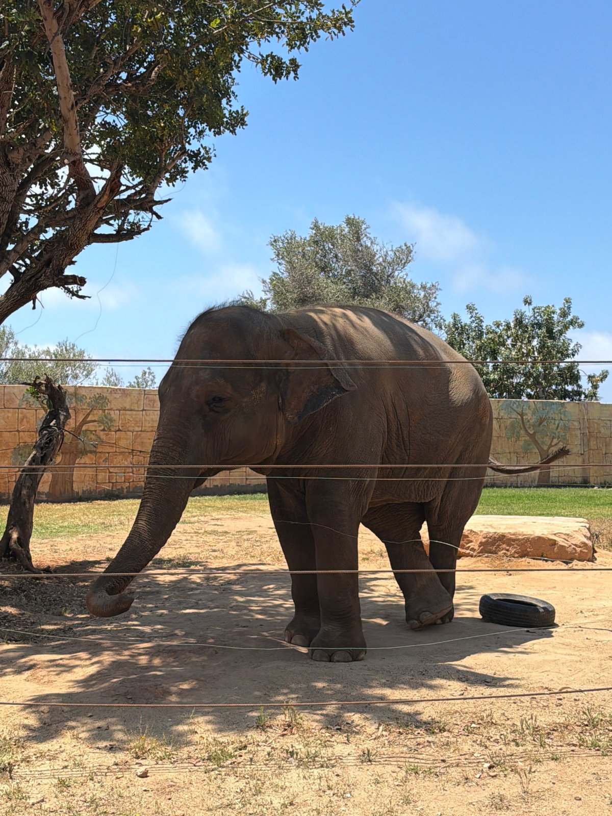 Zoo animals observed during morning visit in Peyia, Cyprus