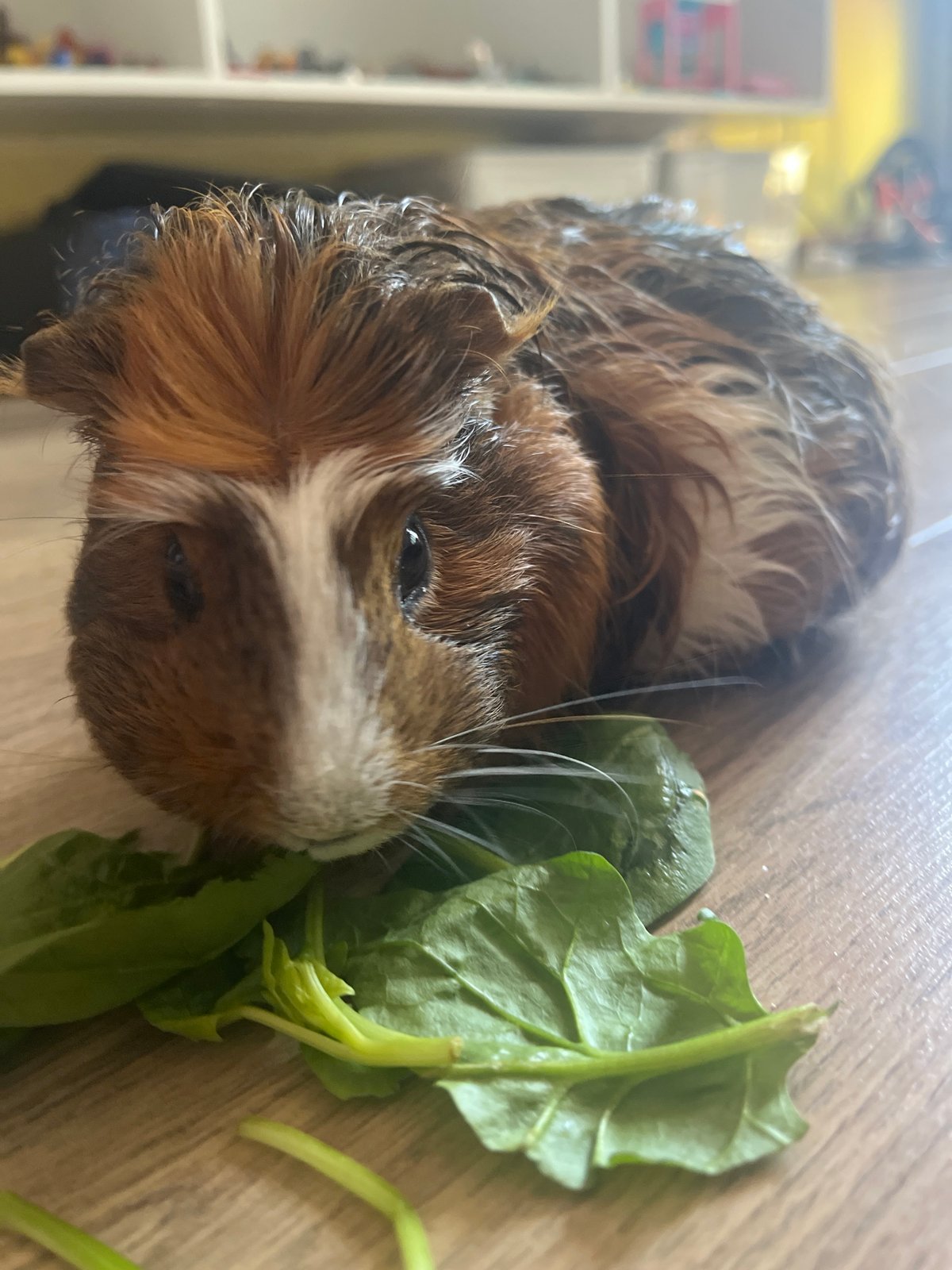 Guinea pig snack time on the living room floor