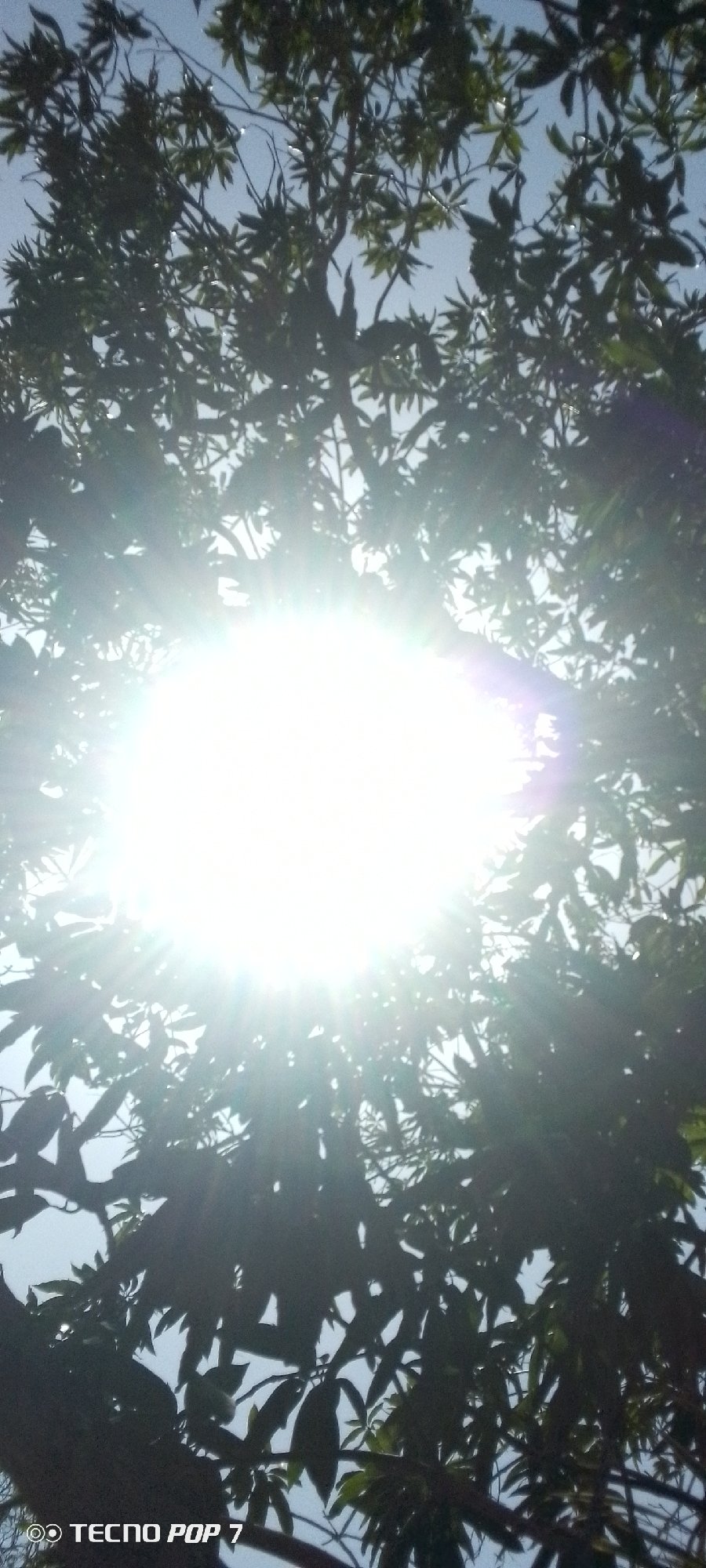 Intense sunlight documented through trees in Altagracia, Venezuela