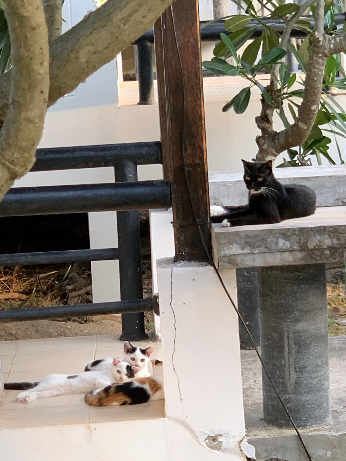 Three cats rest on building steps in Thailand
