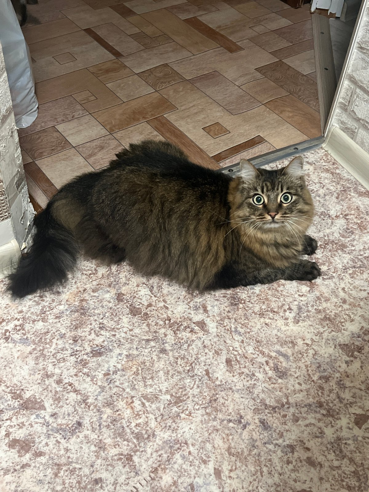 Lazy evening in at home in Chaikovsky, cats included