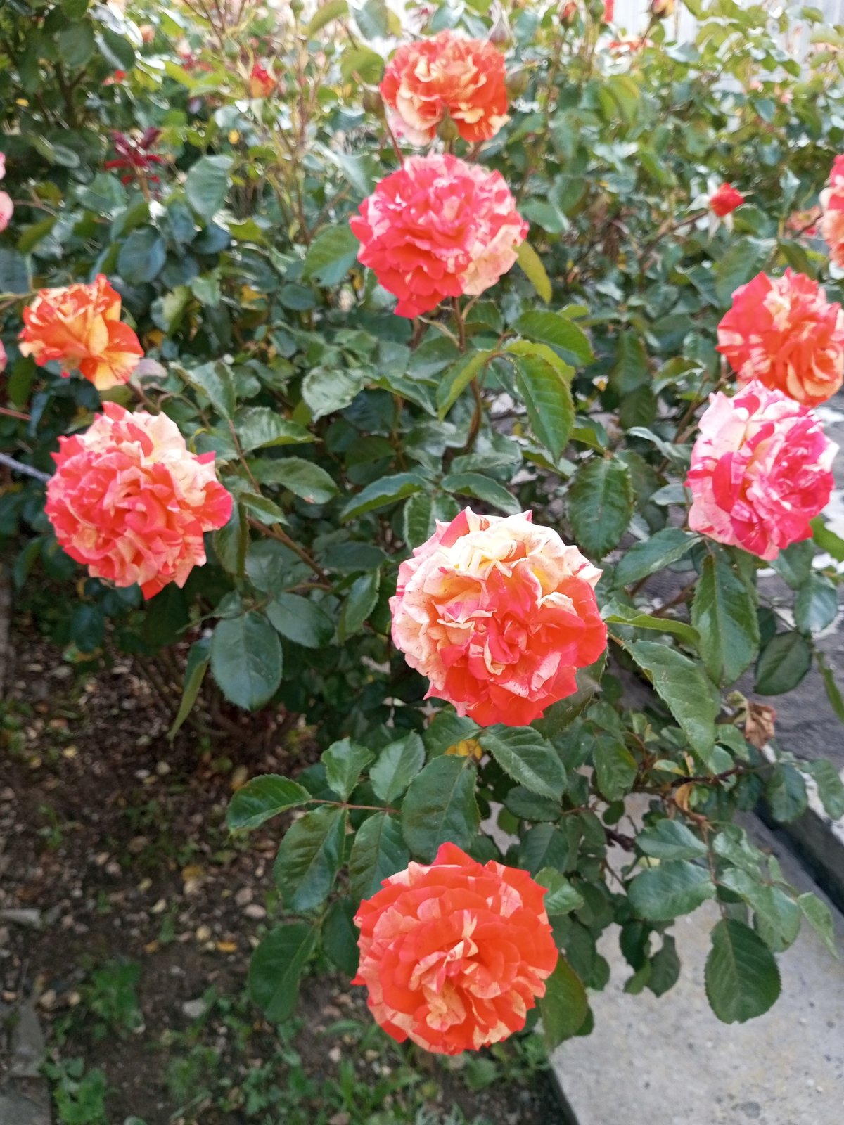 Spring blooms and sunset scenes captured in Ukrainian village