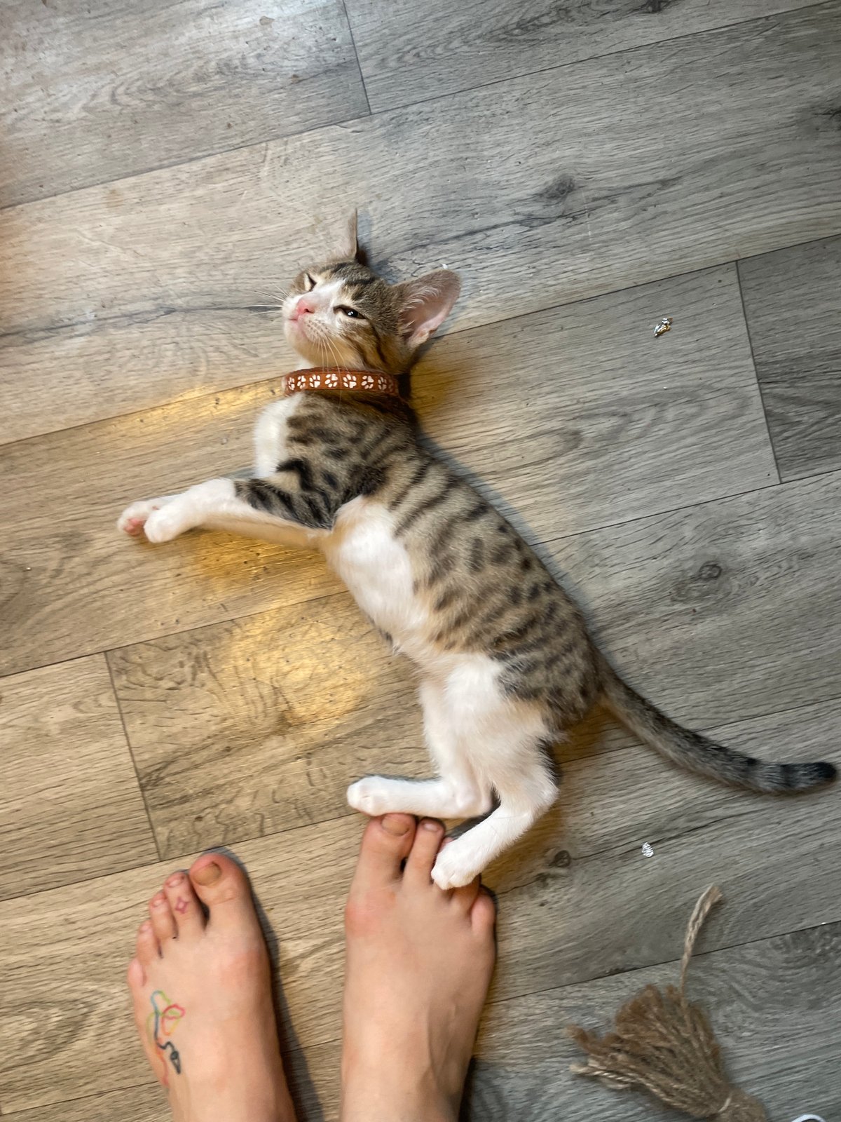 Tbilisi's street cats, courtyards, and hillside neighborhoods on a July afternoon