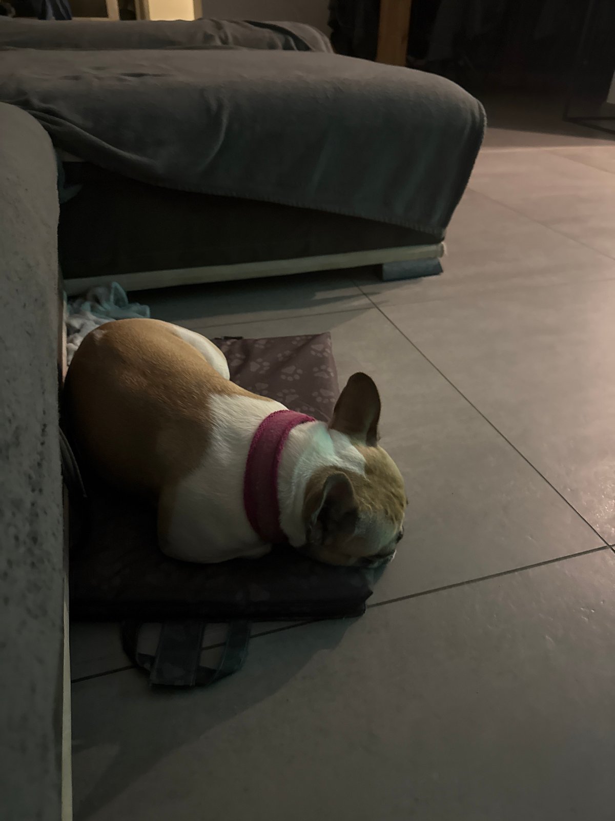French Bulldog's evening routine captured in residential setting