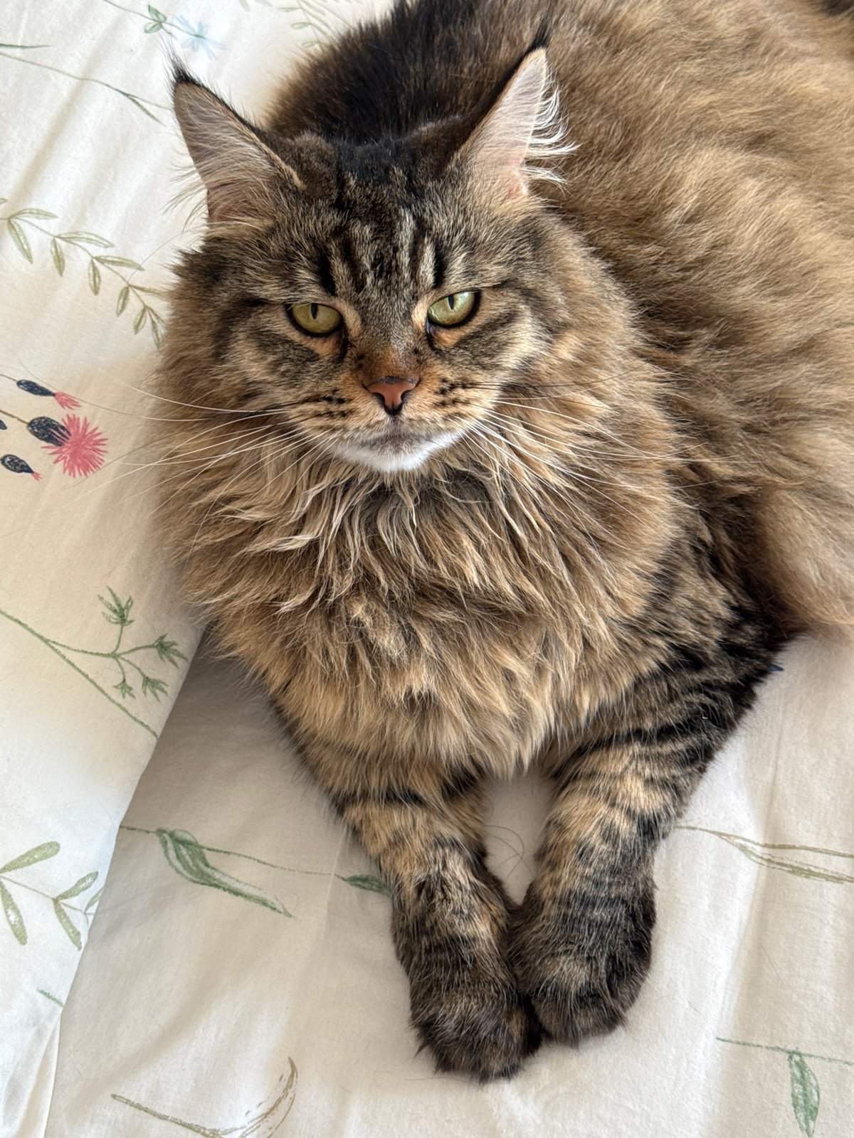 Tabby cat photographed relaxing on bed in Izhevsk