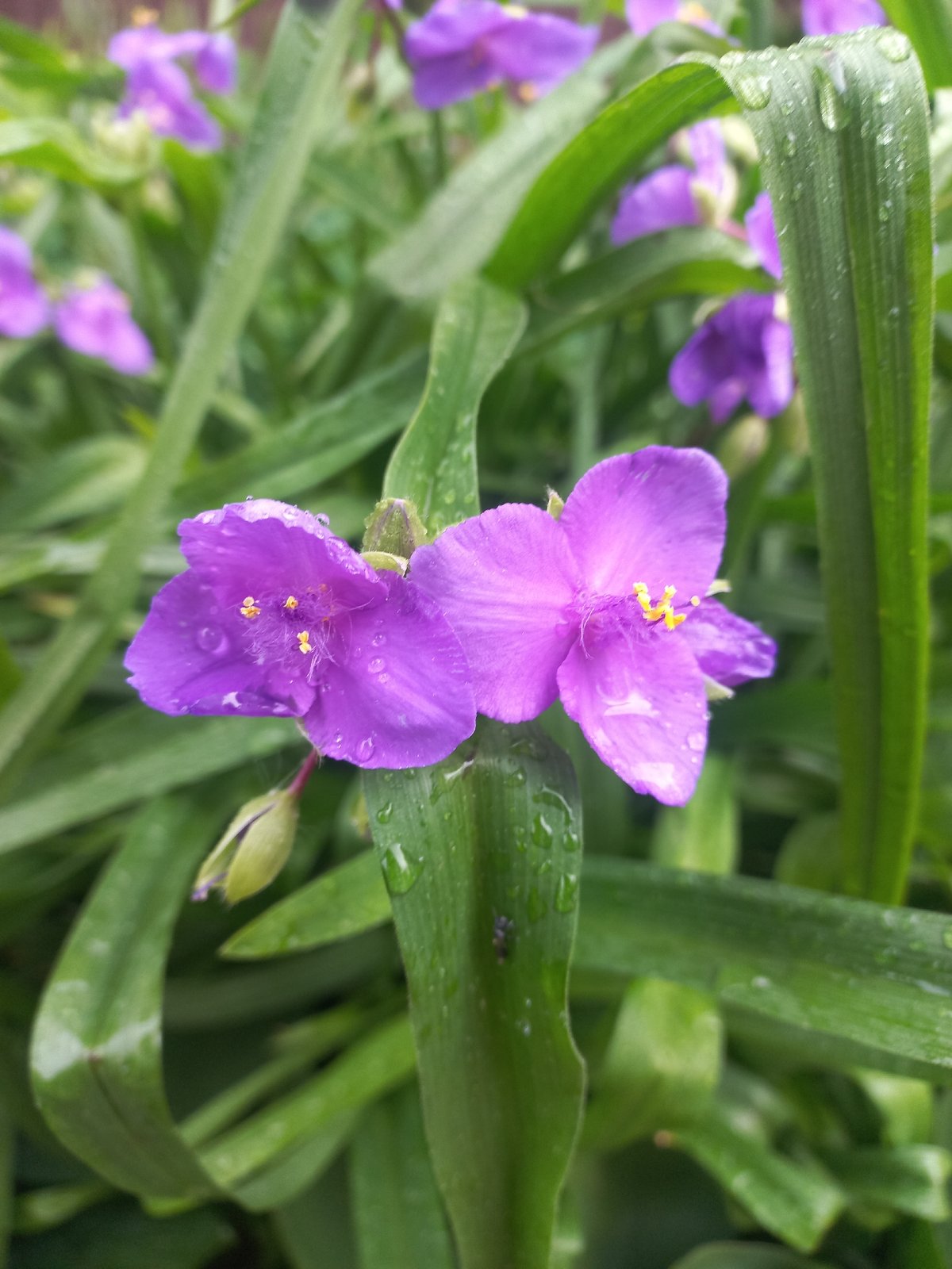 Early morning rain documented across Kyiv gardens and flora