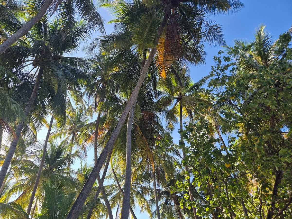Early morning walk captured in tropical Guraidhoo, Maldives