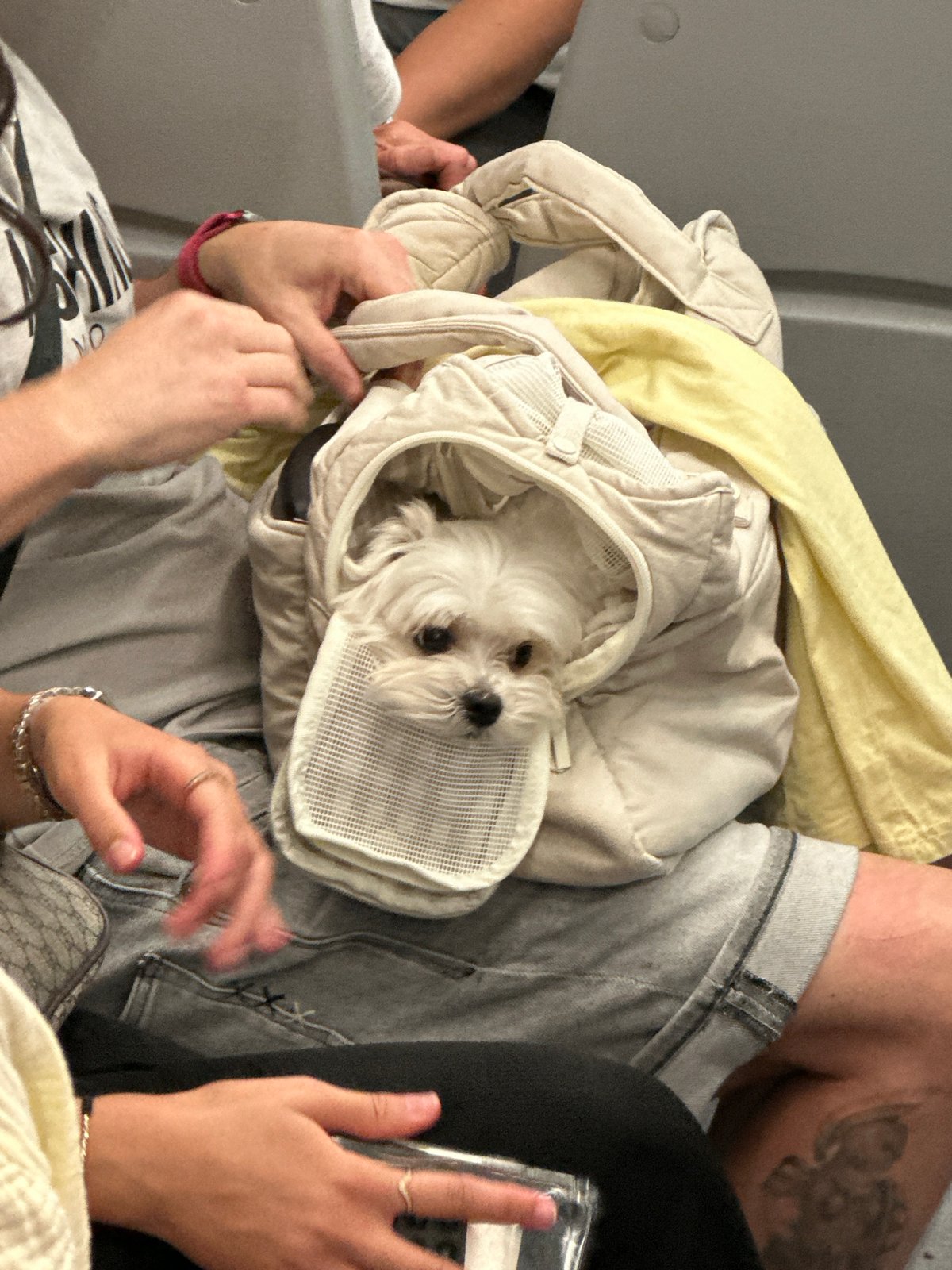 Small white dog spotted in pet carrier in Spain