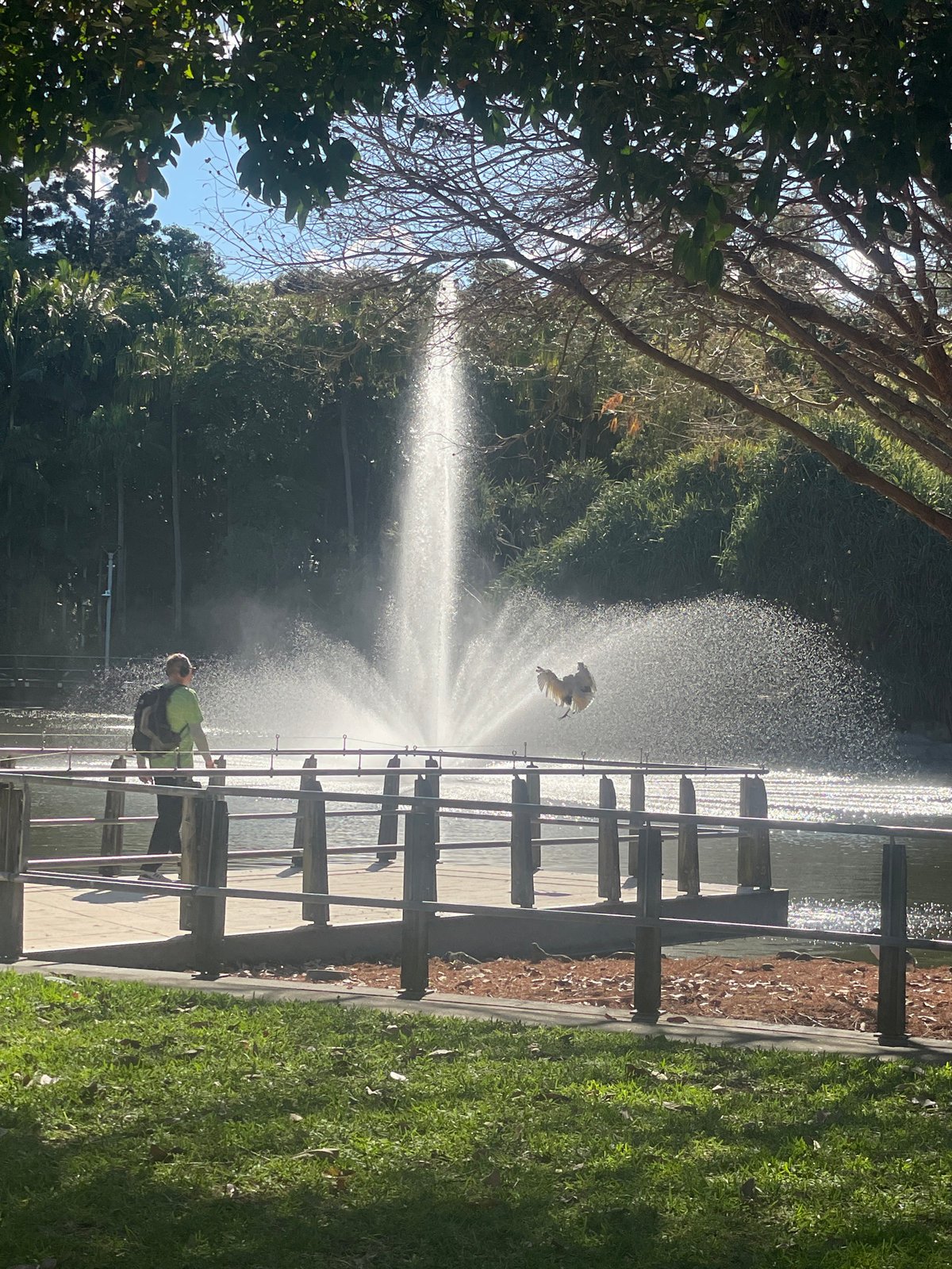 Sunny day at a Brisbane park lake with wooden pier