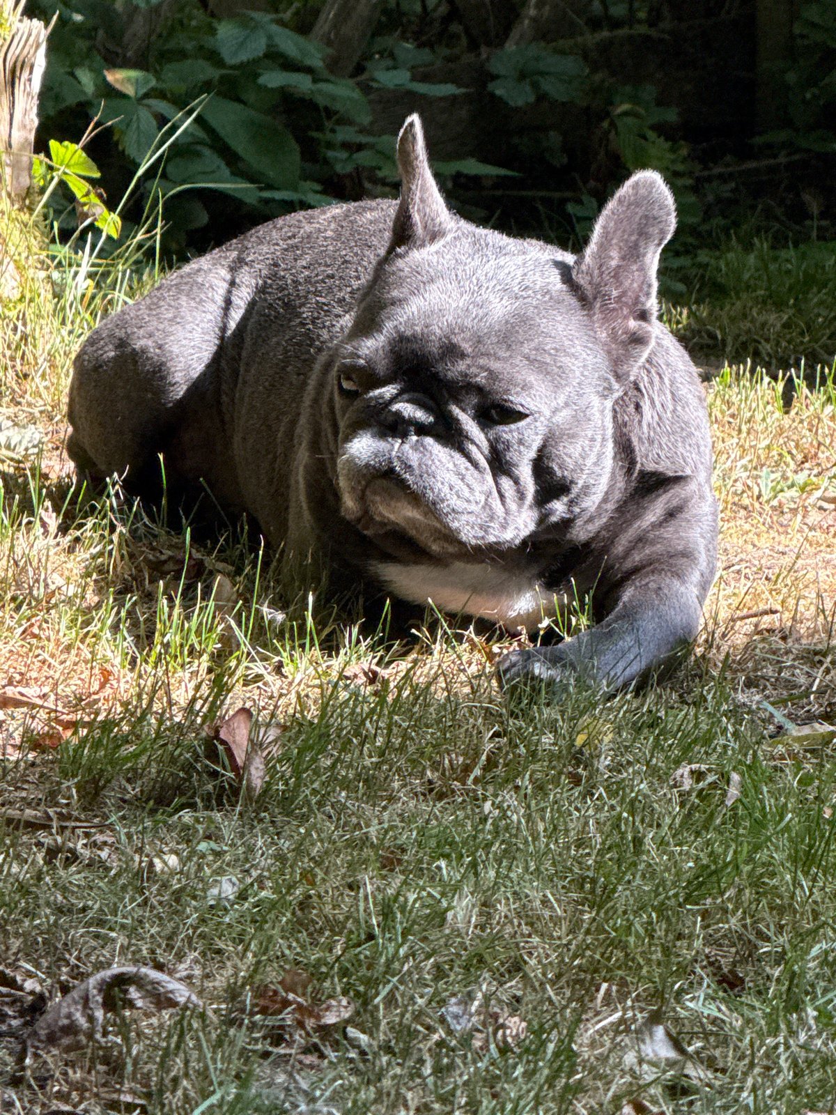 French bulldog and hydrangeas in a Bad Sachsa garden