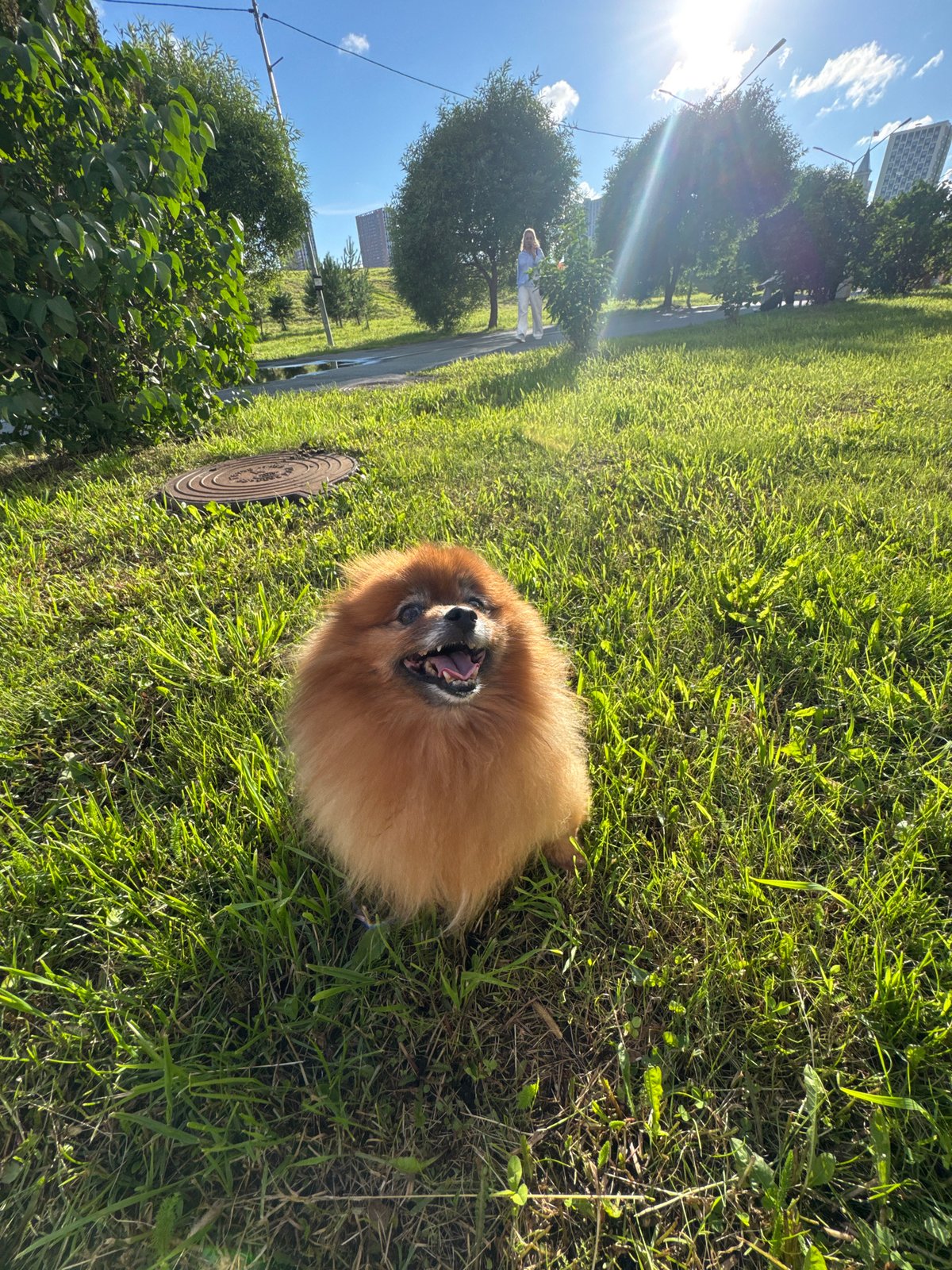 Pomeranian enjoying a sunny afternoon on a green lawn