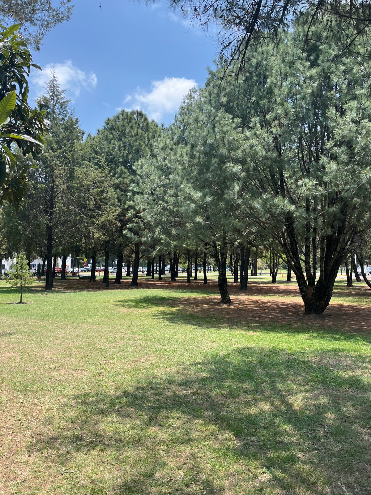 Sunny afternoon scenes documented in San Andrés Cholula park