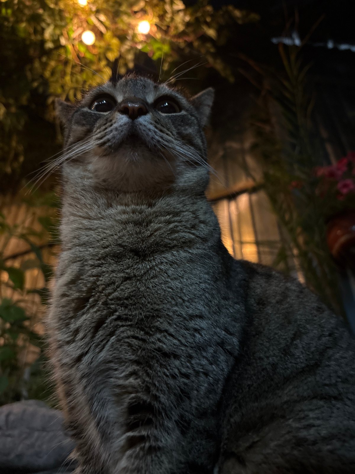 Cats and Pug Spotted Across Almaty Residential Areas