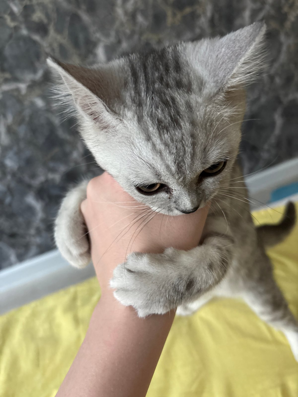 Domestic moments with cat and toddler captured in Izhevsk