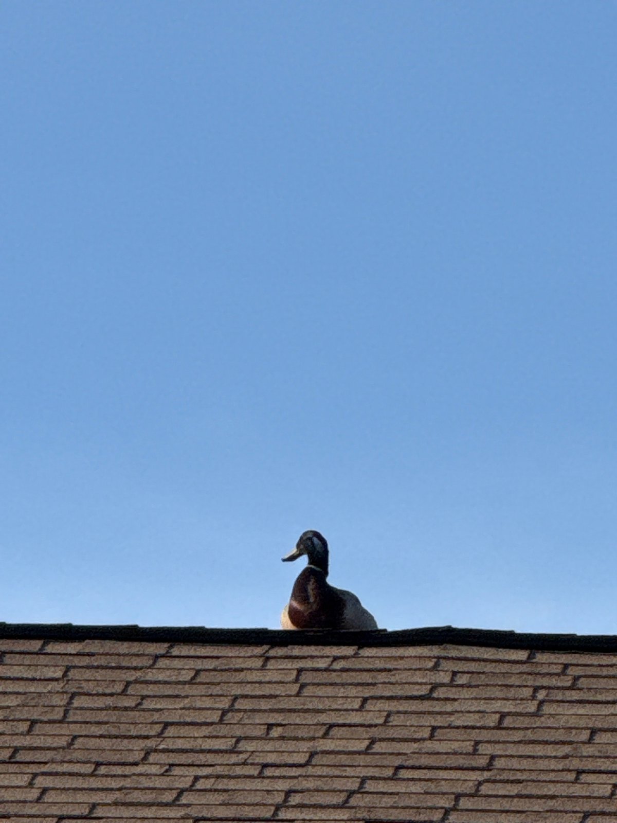 Duck spotted on Columbus rooftop; children observed on residential street