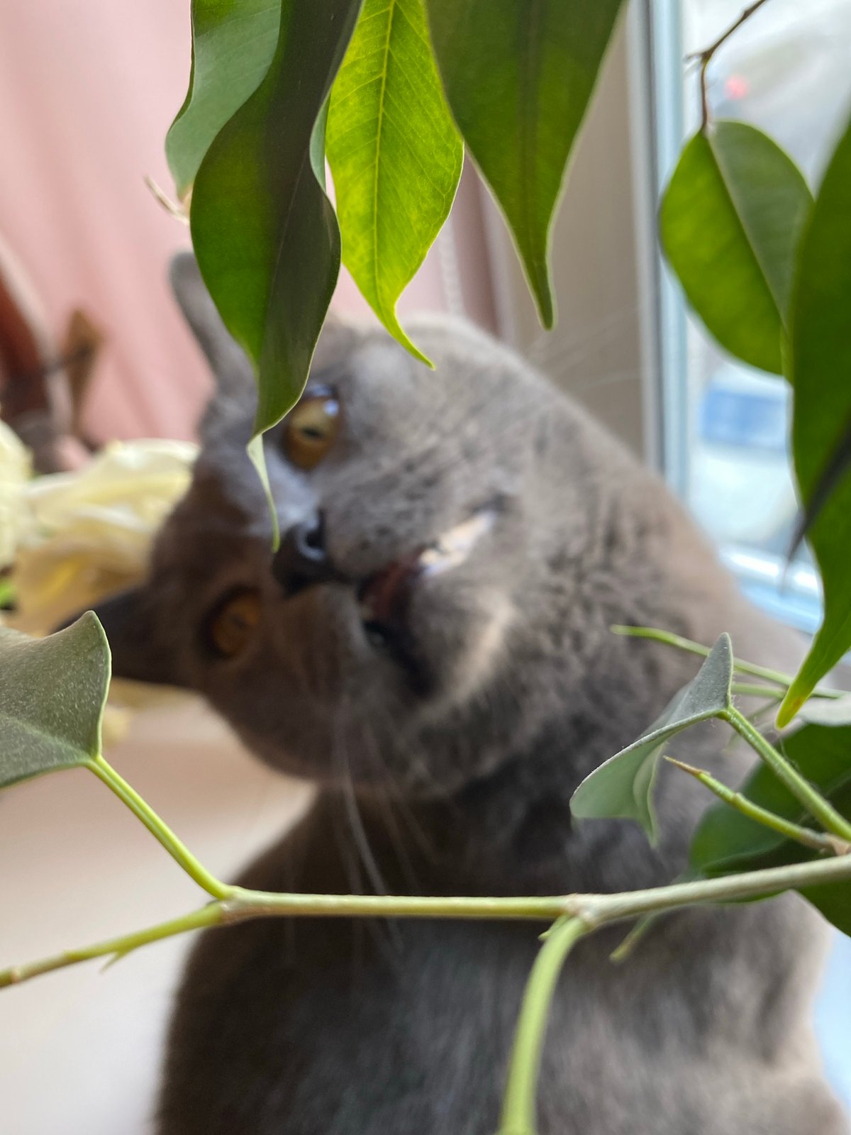 Grey cat photographed upside-down amid green leaves in Votkinsk