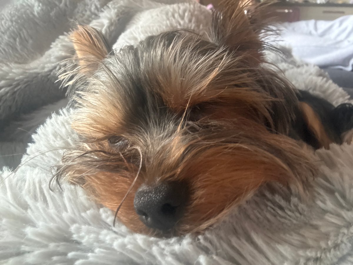 Sofia resident shares quiet Sunday with pet, DJ setup