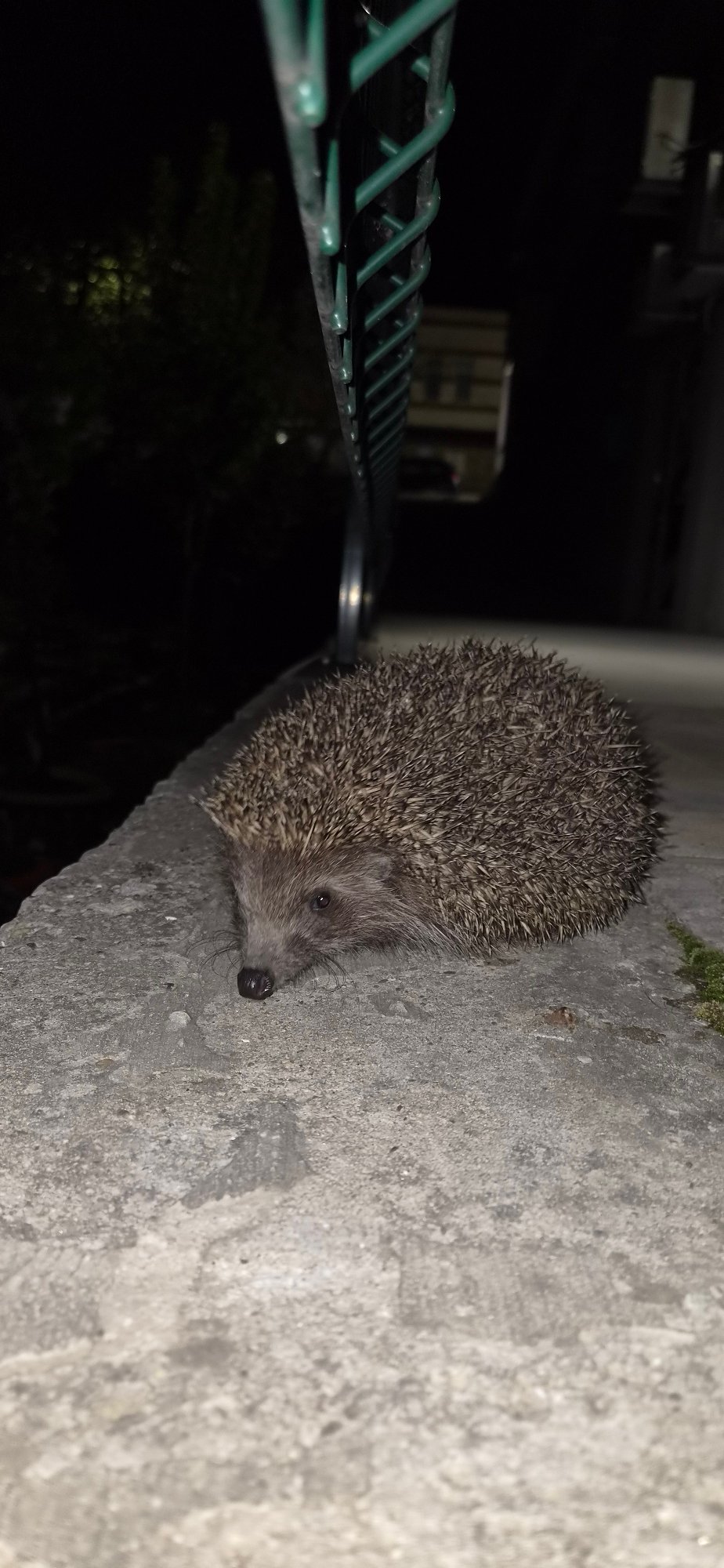Hedgehog spotted on concrete near fence in Veliko Tarnovo
