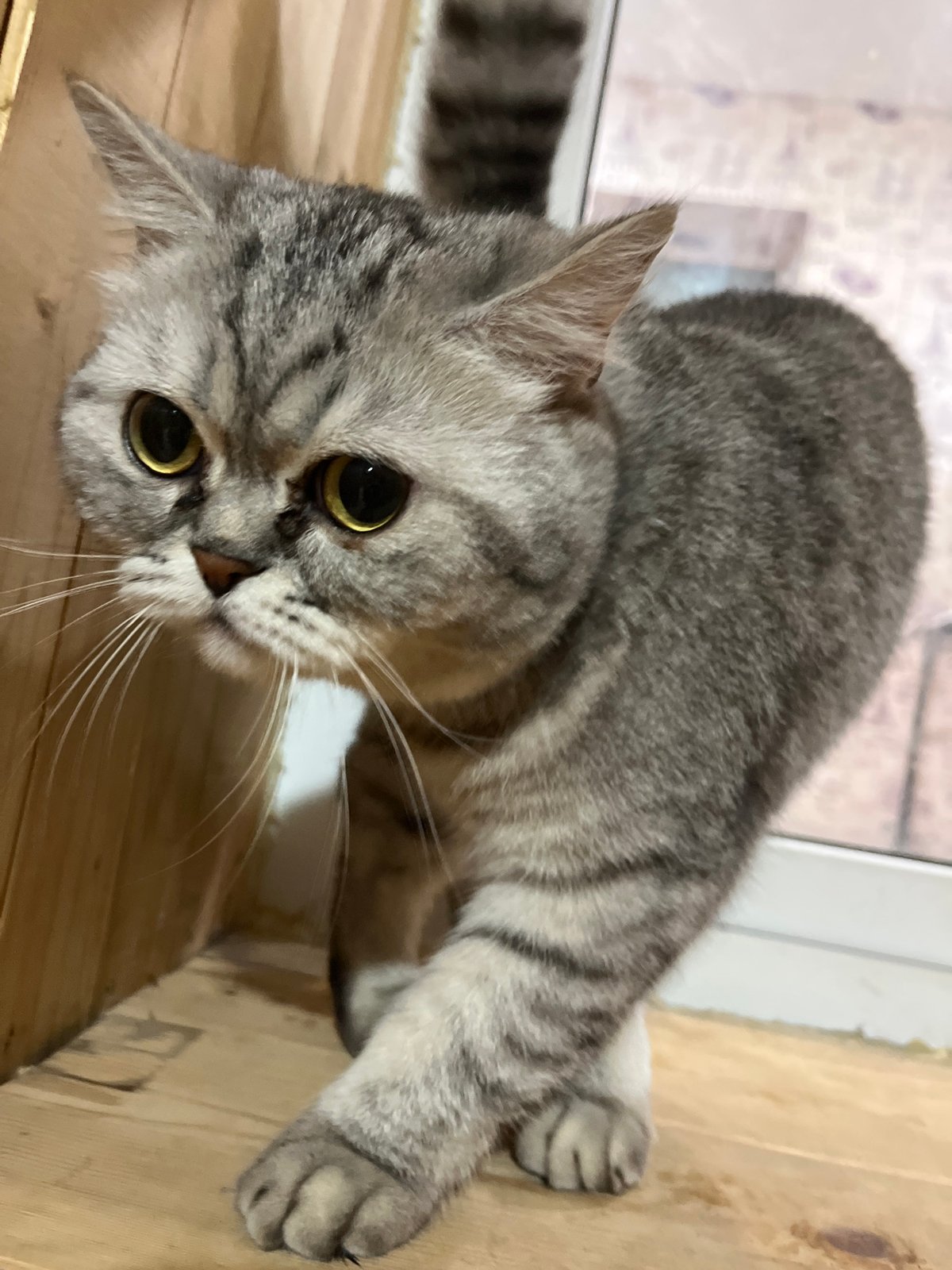 Gray tabby cat feeding time captured in Chaikovsky, Russia
