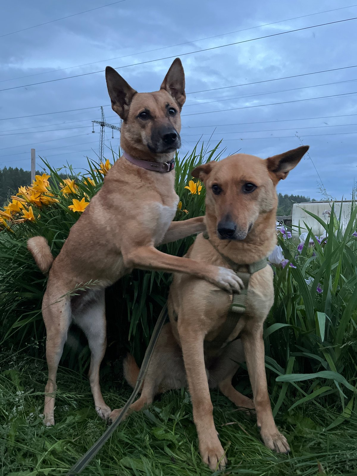 Afternoon with German Shepherds and Sphynx cat in Nizhny Tagil